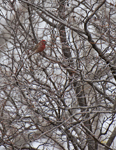 House Finch 7164